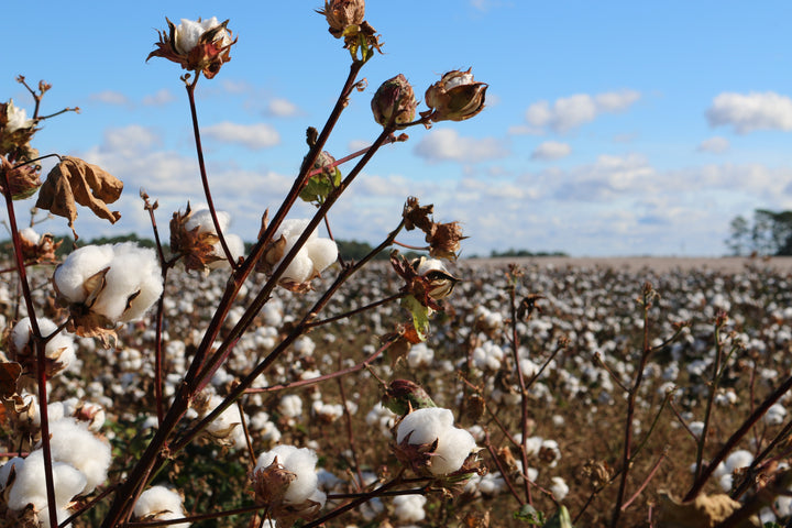 Why We Only Use Organically Grown Cotton