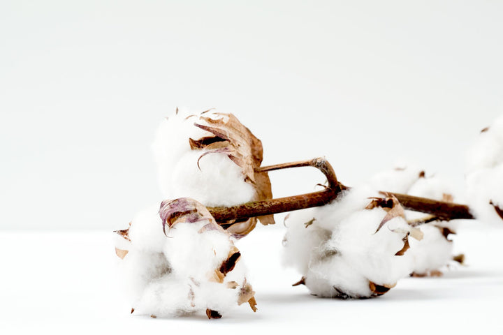Why We Only Use Organically Grown Cotton