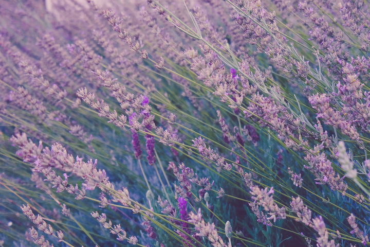 Three Essential Oils That We Can't Do Without!