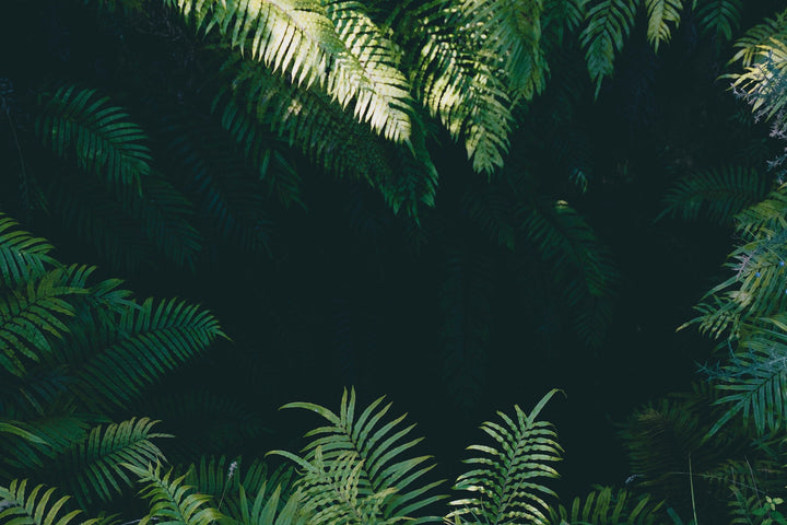 In Search of Professionalism In The Wellness Industry